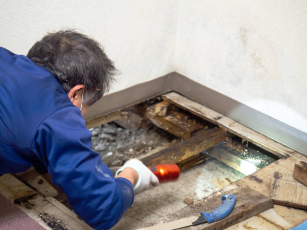 Best Mold Removal and Inspection  in Pembroke, VA