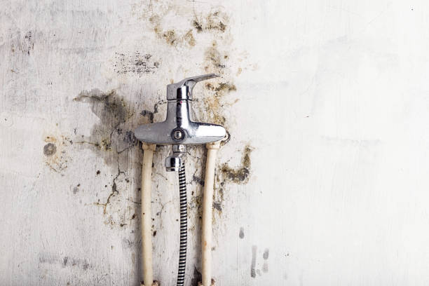 Best Residential Mold Removal  in Pembroke, VA