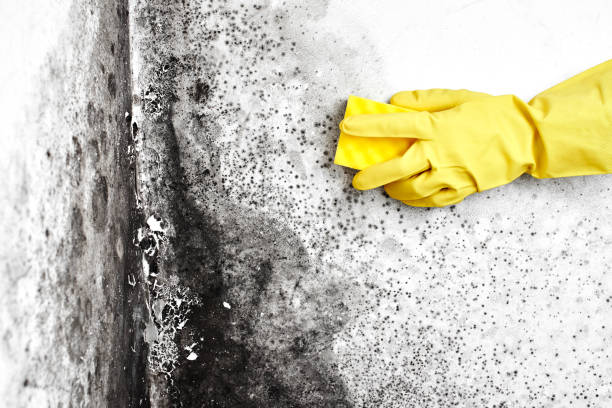 Best Fast Mold Removal  in Pembroke, VA