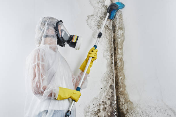Best Mold Removal Process  in Pembroke, VA