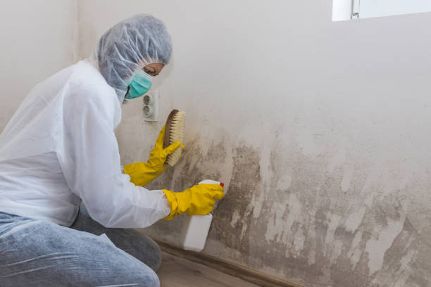 Certified Mold Removal in Pembroke, VA