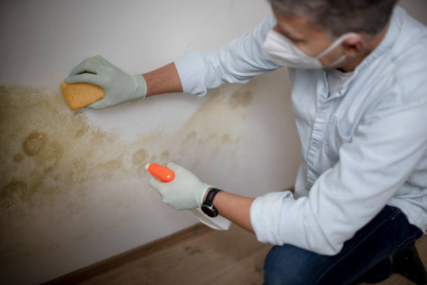 Best Mold Testing  in Pembroke, VA