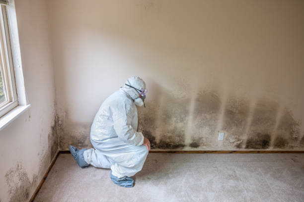 Best Commercial Mold Removal  in Pembroke, VA