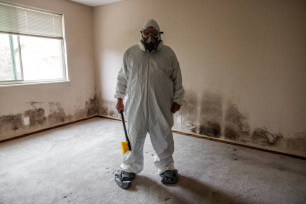 Best Same-Day Mold Removal  in Pembroke, VA
